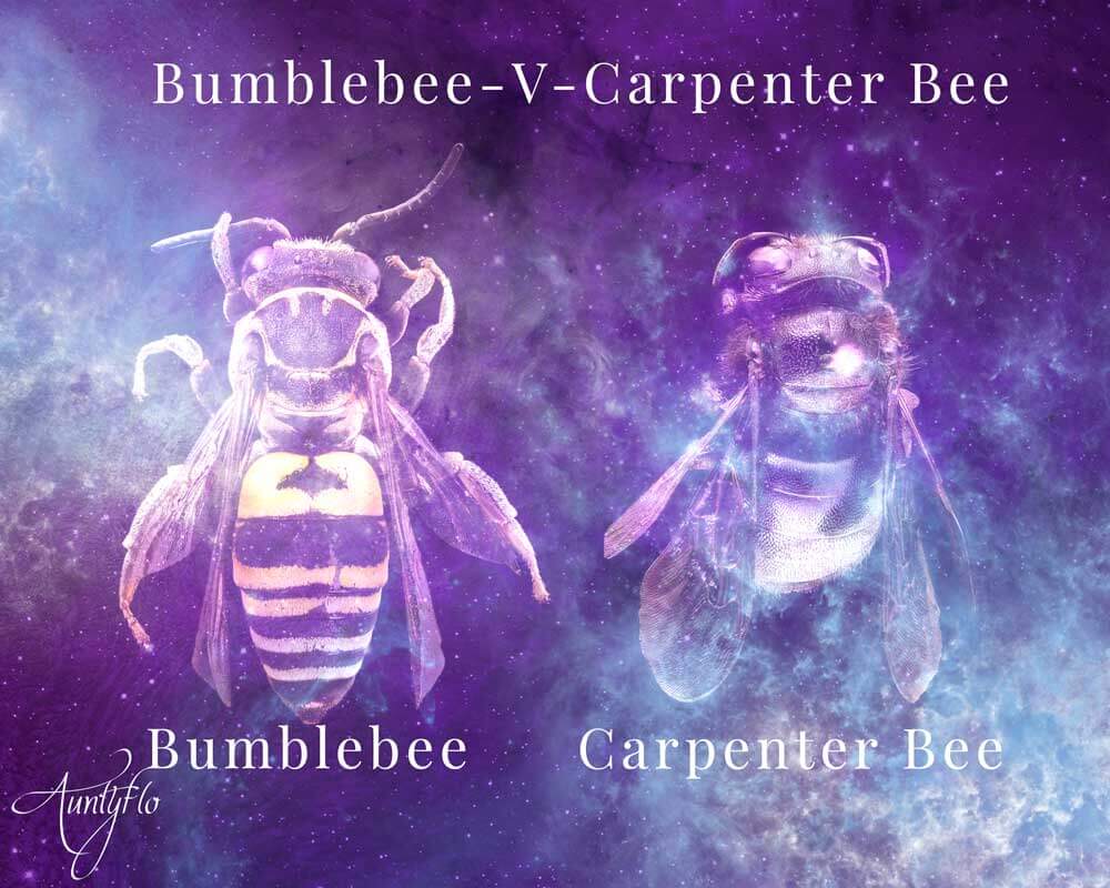 Carpenter Bee Image