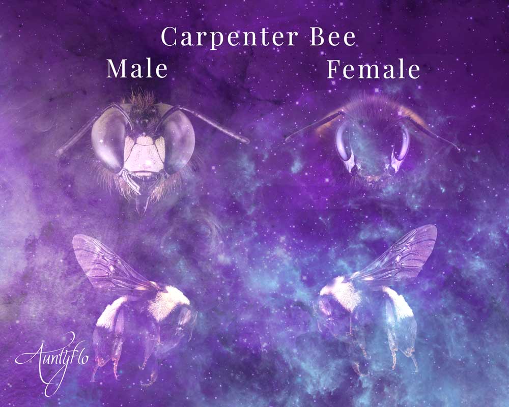 Carpenter Bee Male Verses Female