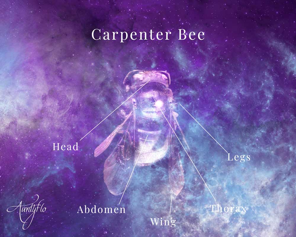 Carpenter Bee Image