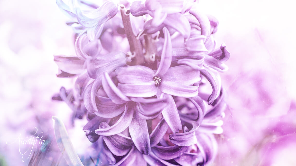 Purple Hyacinth