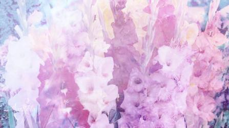 Gladioli Meaning