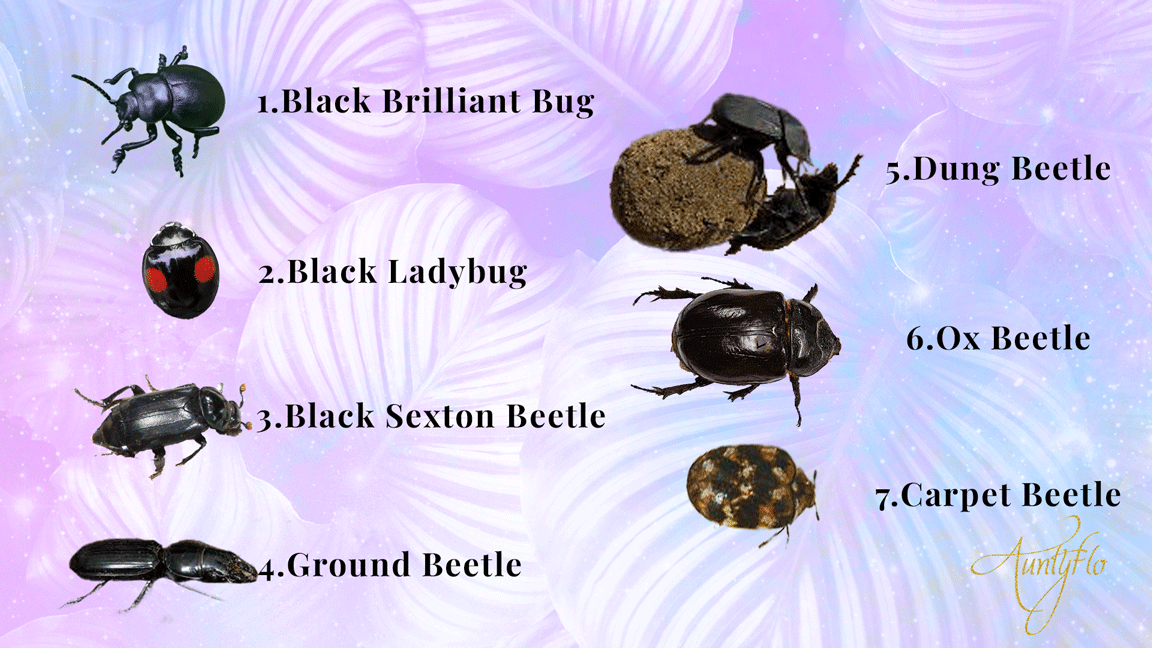 black beetles