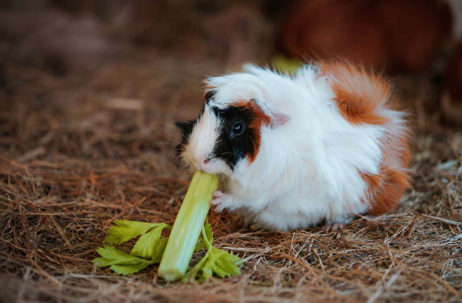 Can guinea pigs eat celery?