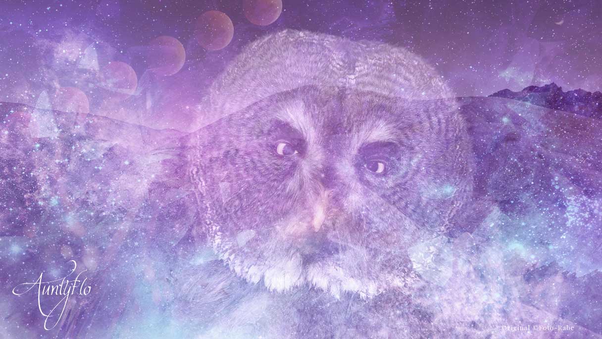 Dreams Owl