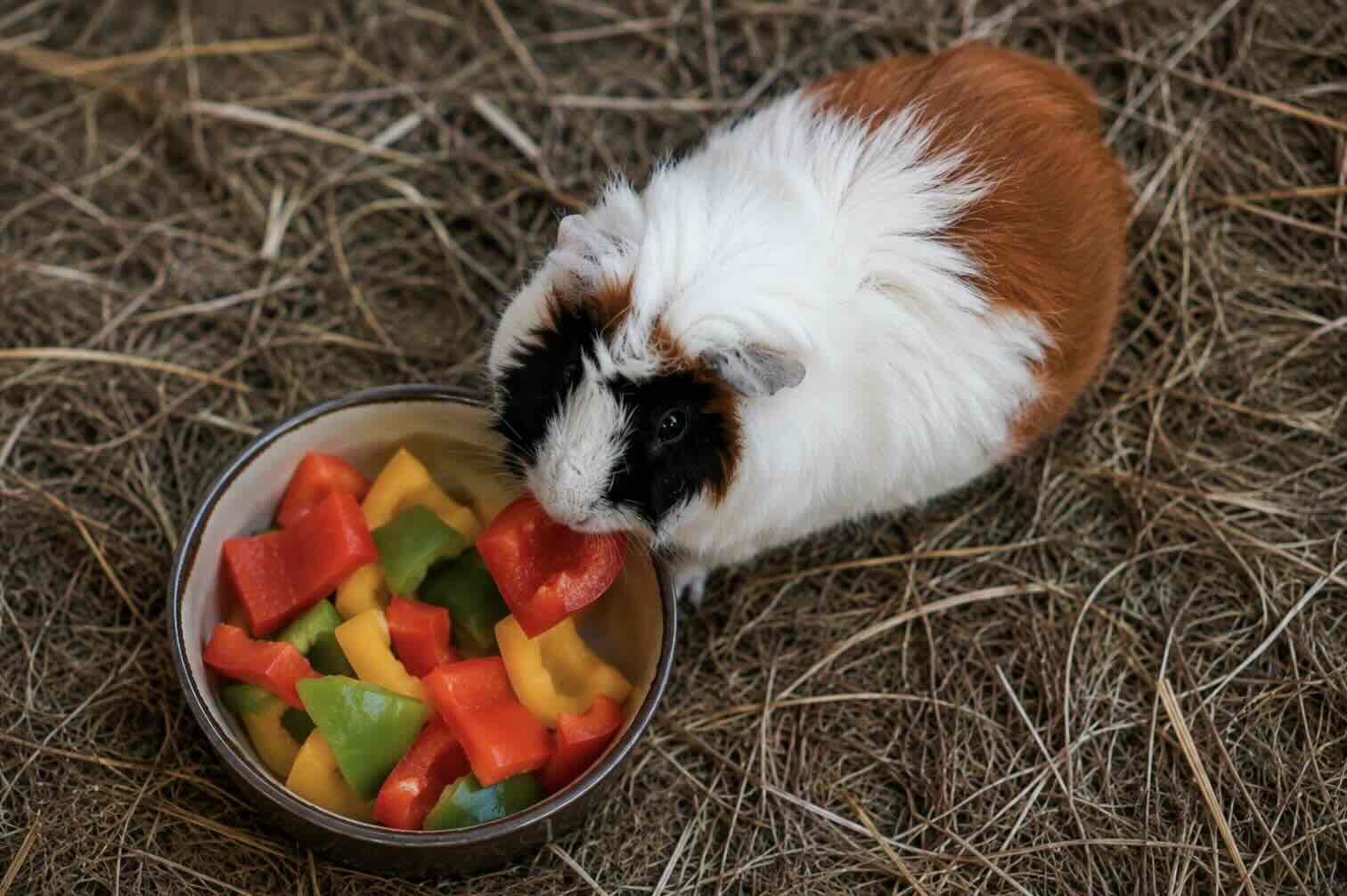 peppers food guinea big