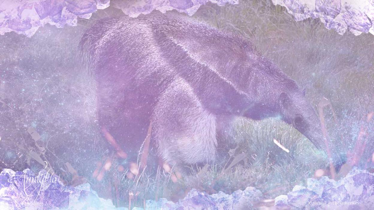 Dreaming and meanings Anteater