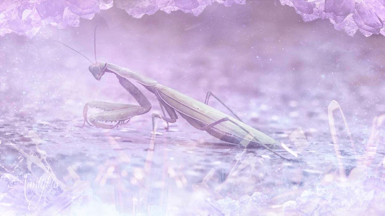 Mantis