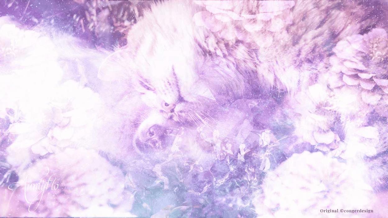 pets dreams