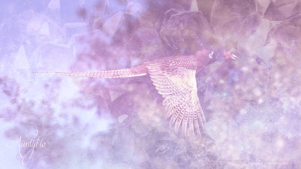 Pheasant