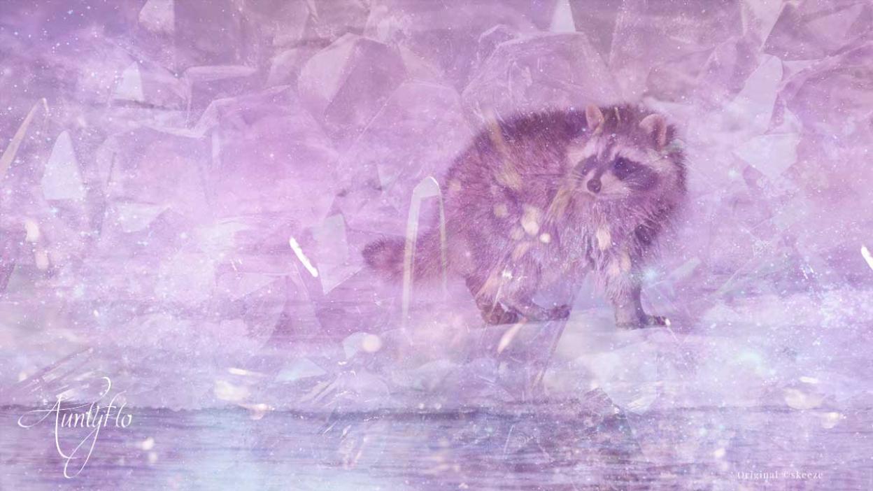 Raccoon