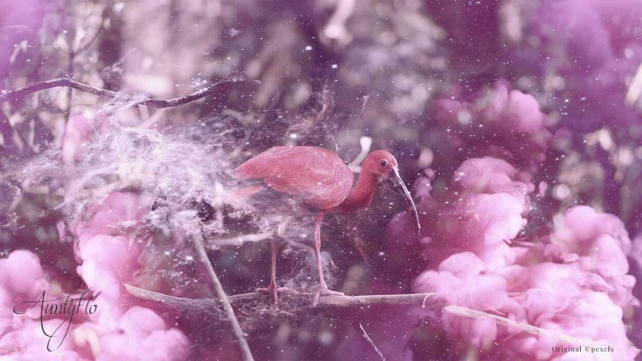 Ibis