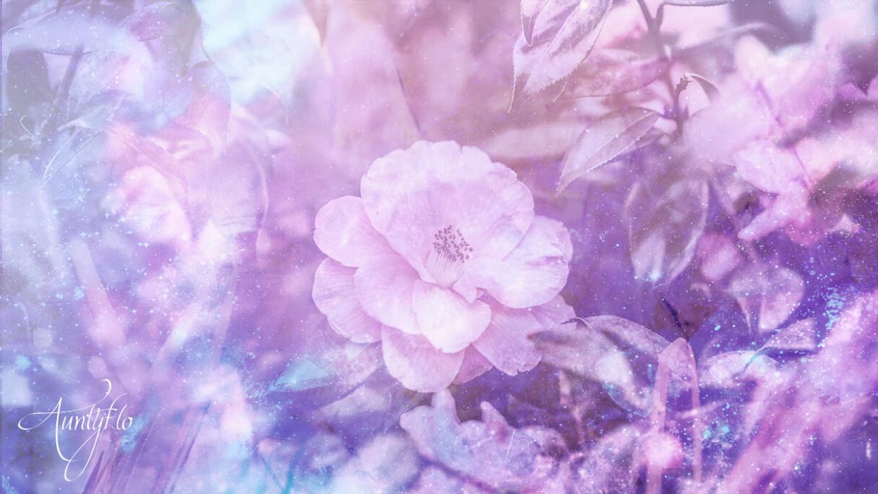 Camellia Meaning