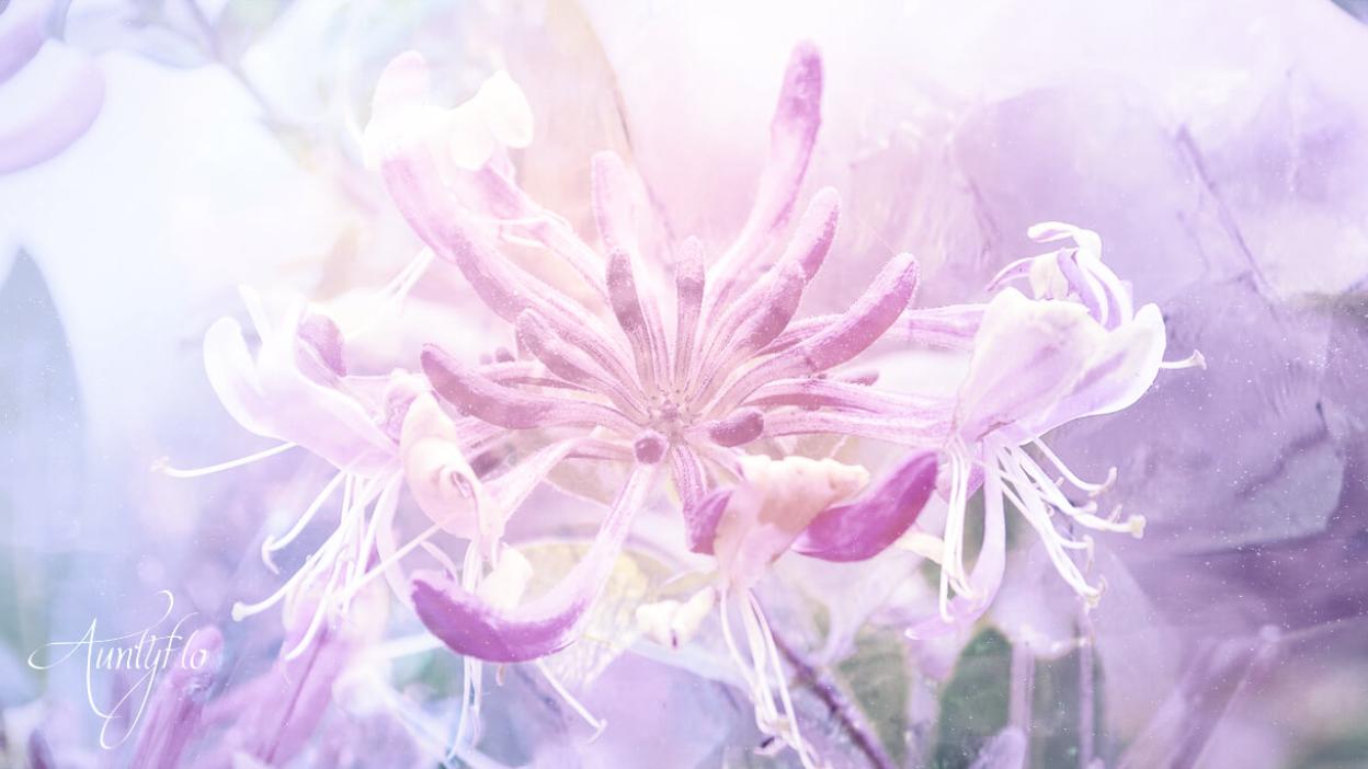 Honeysuckle Flower