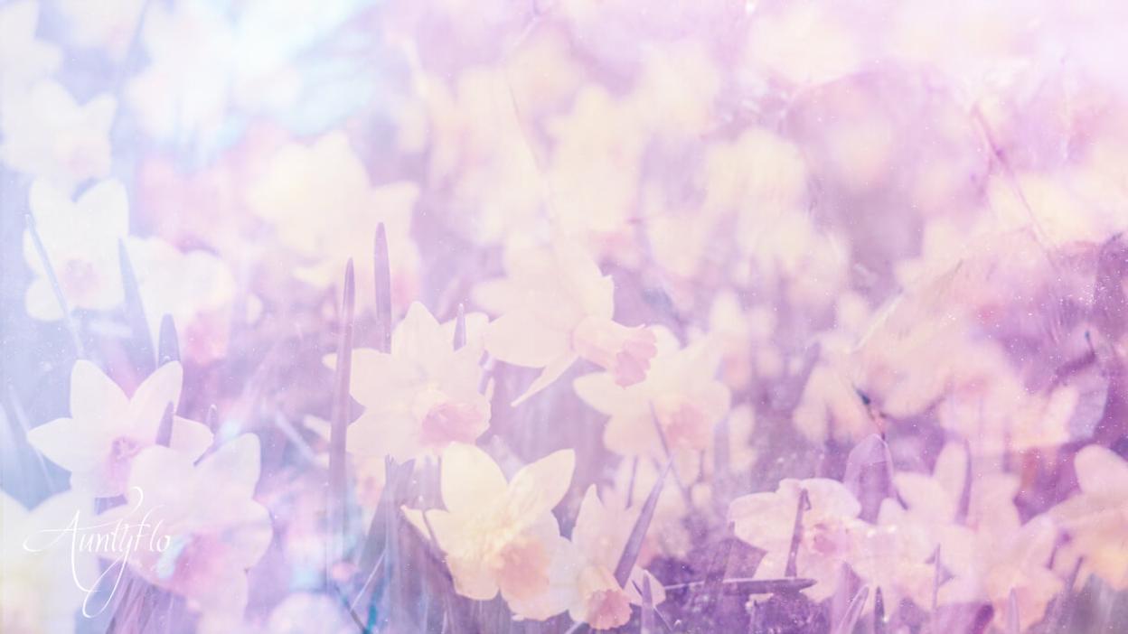 Jonquil