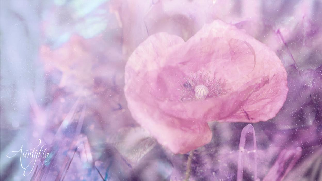 Red Poppy Meaning