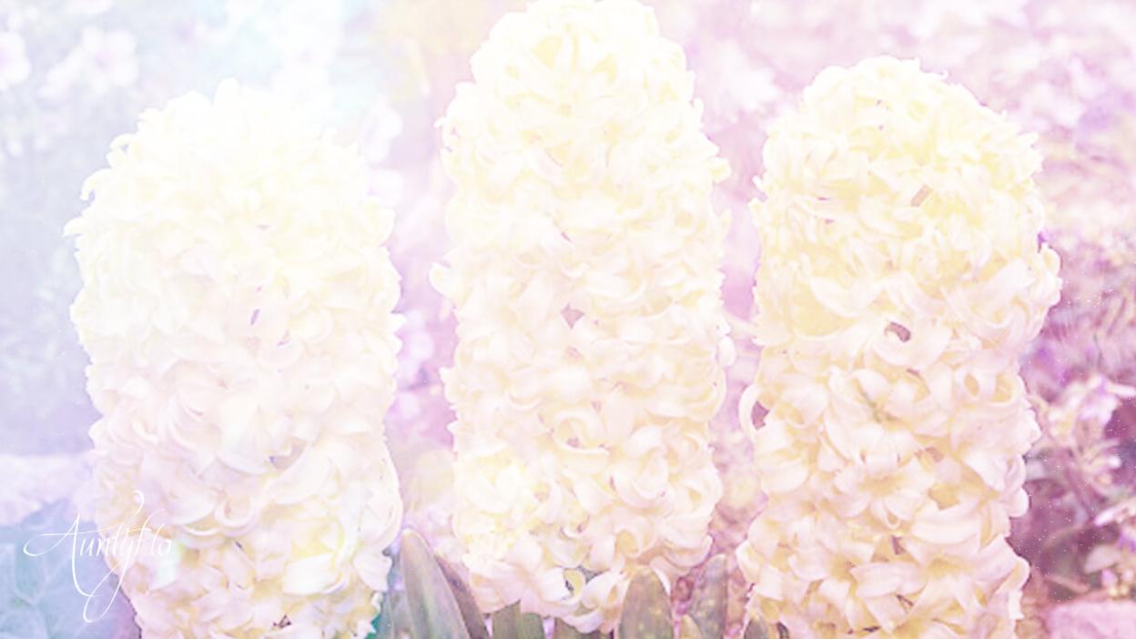 Yellow Hyacinth