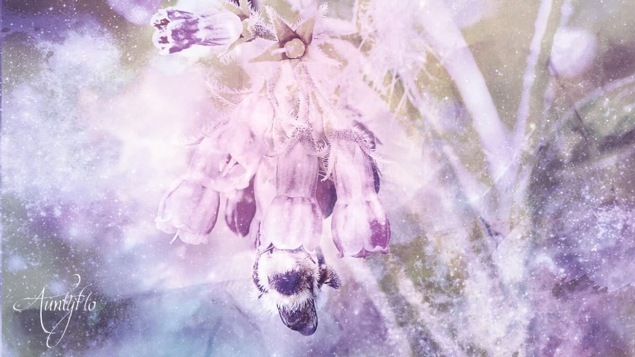 Comfrey Root