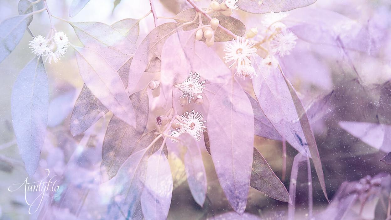 Eucalyptus