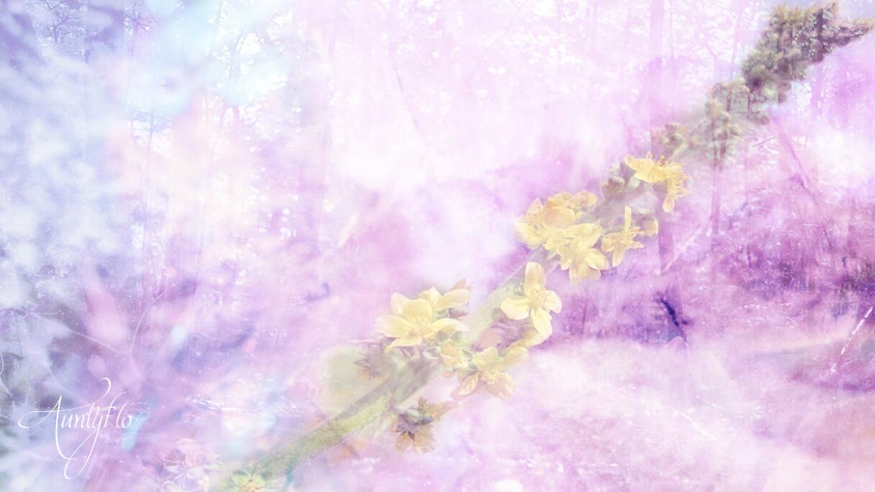 Agrimony