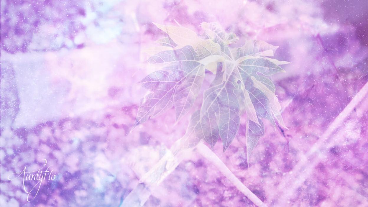 cat Nip