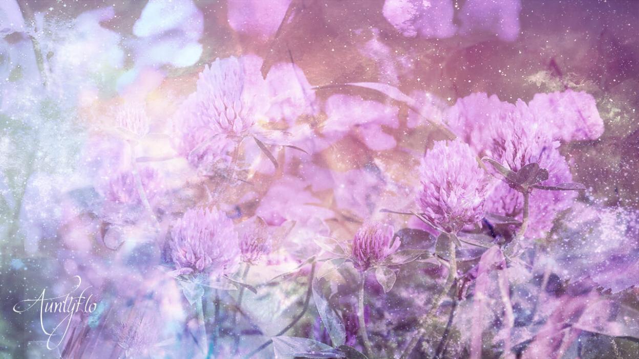 Red clovers are perennial herbs which belong to the pea family. The