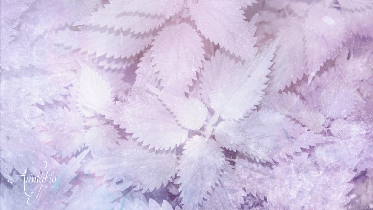 Nettle