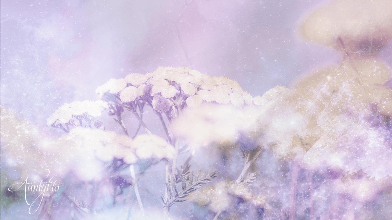 Tansy