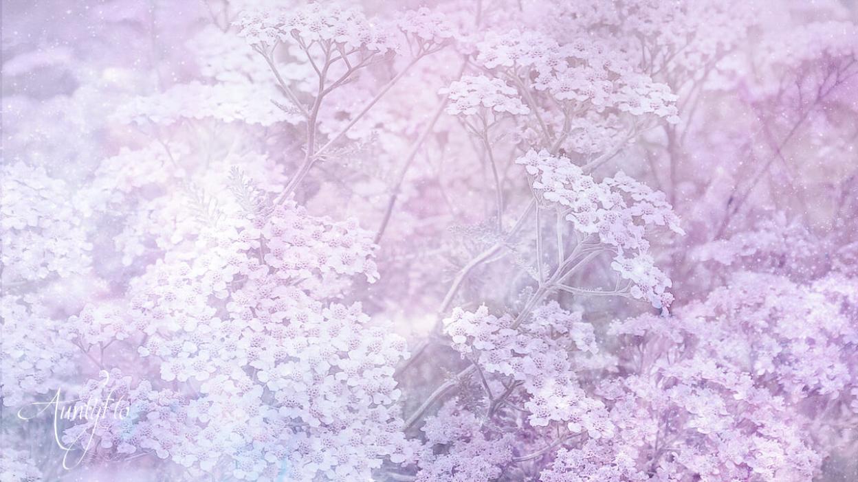 Yarrow Flowers