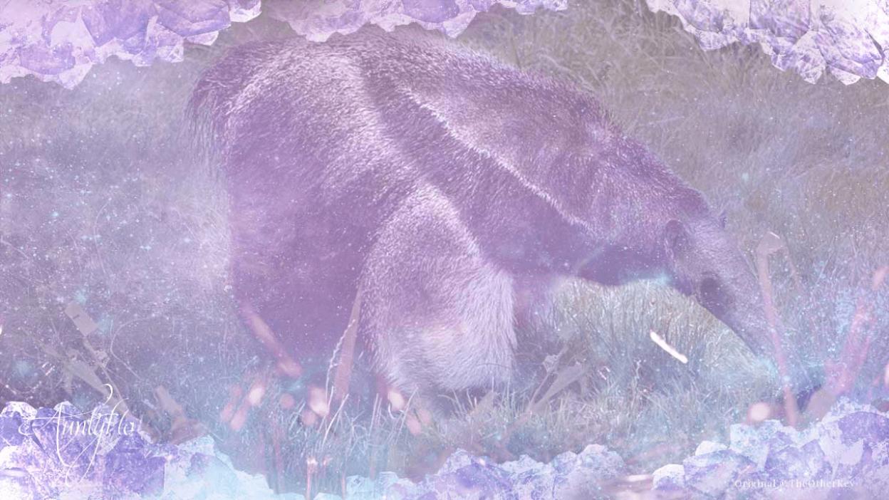 anteater