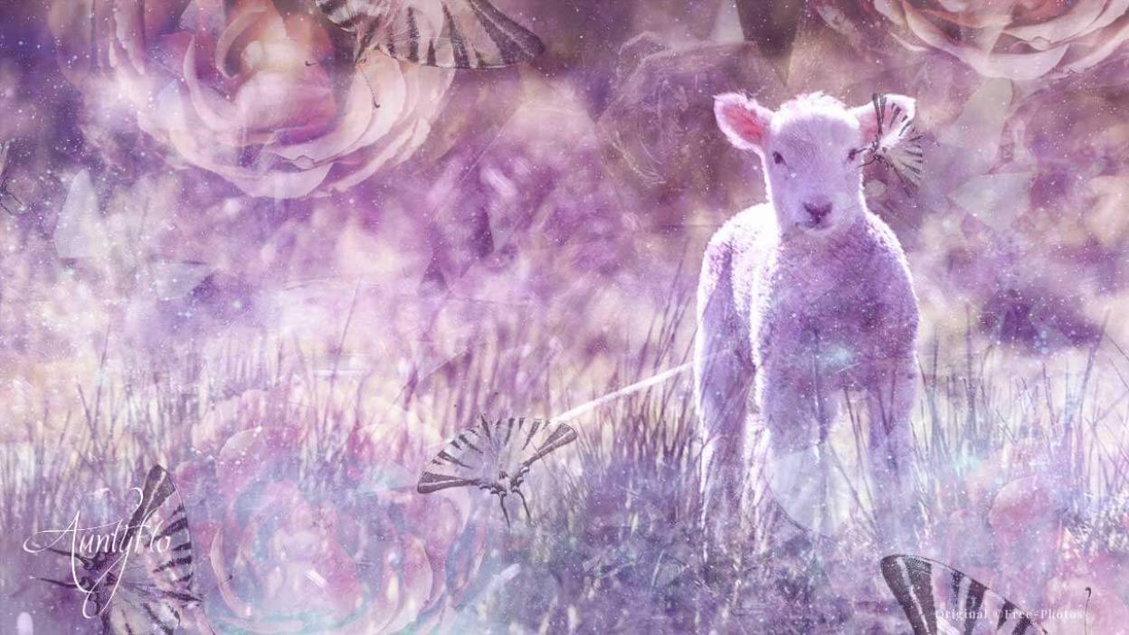Lamb