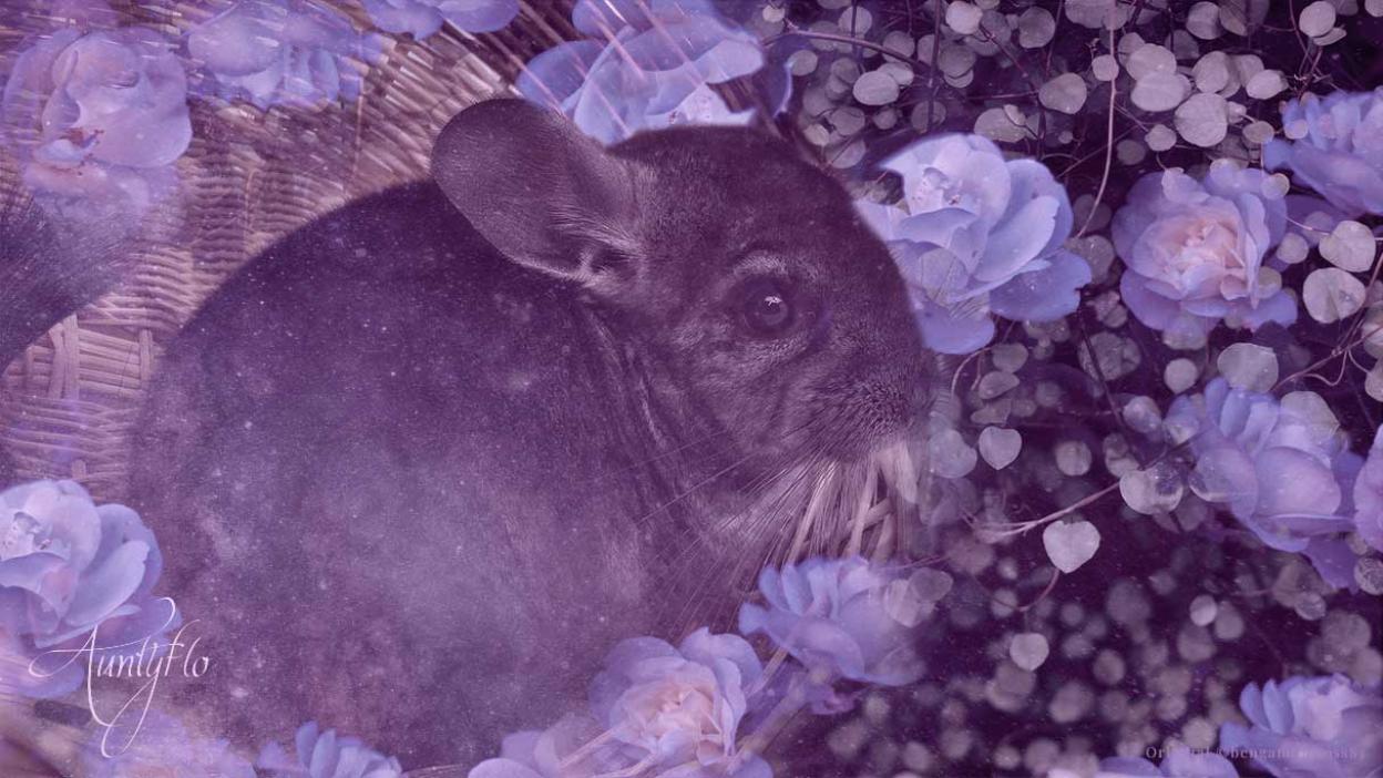 Chinchilla