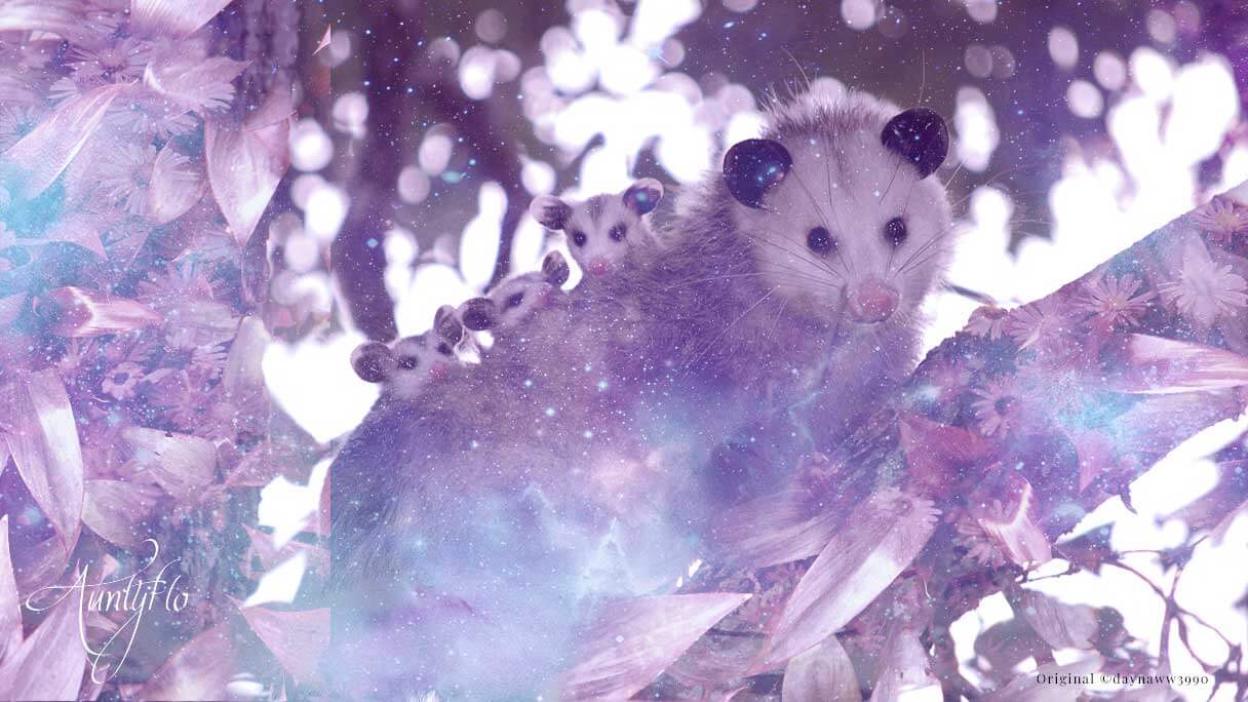 Opossums