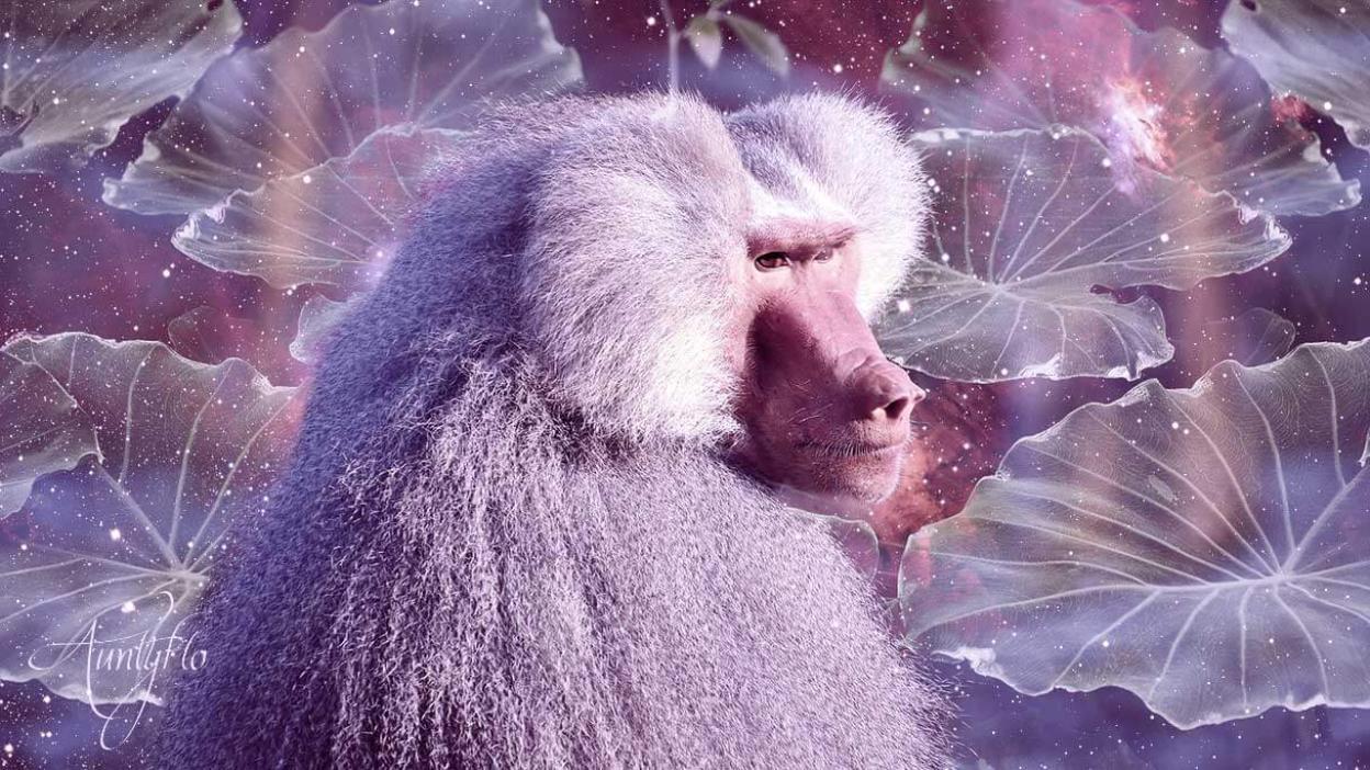 Baboon