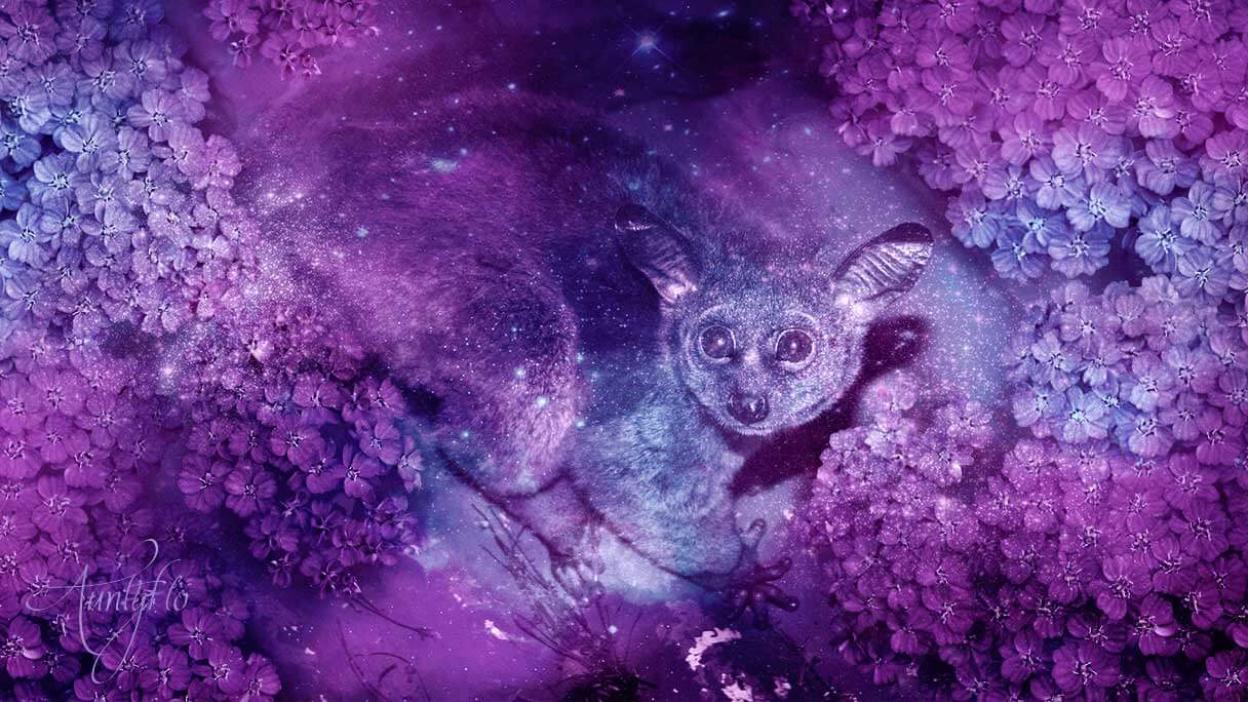 Bush Baby