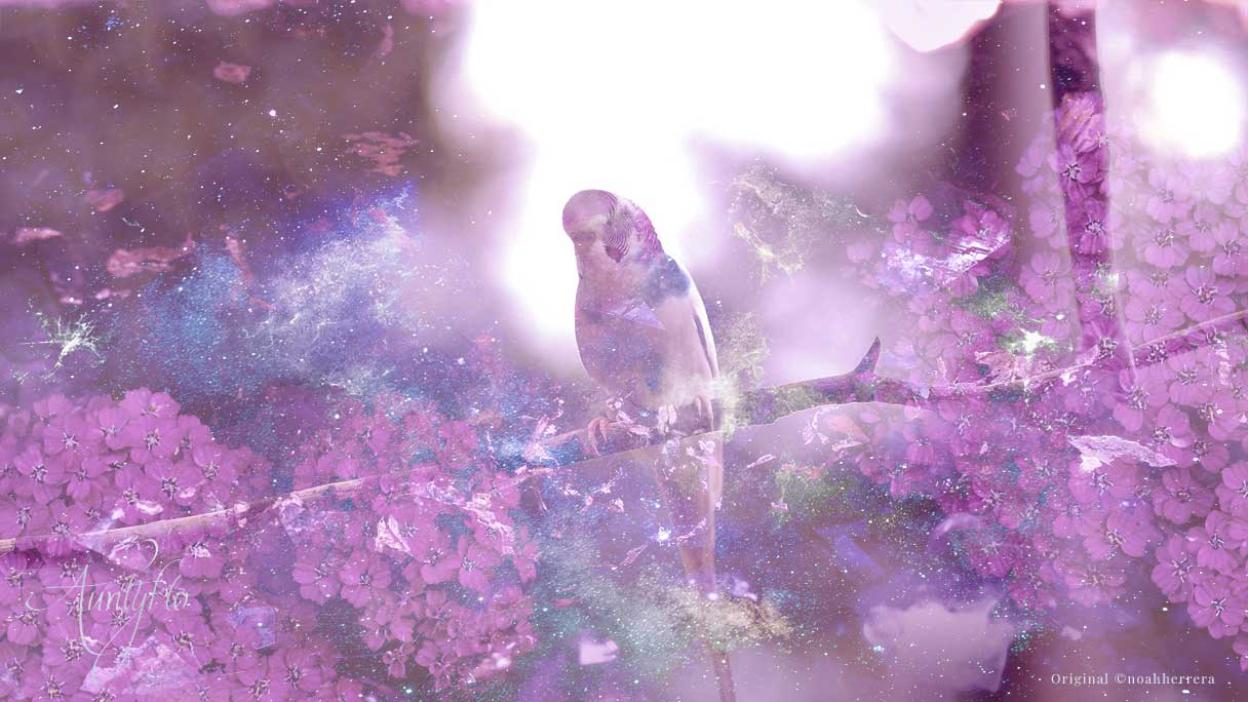 Canary Bird