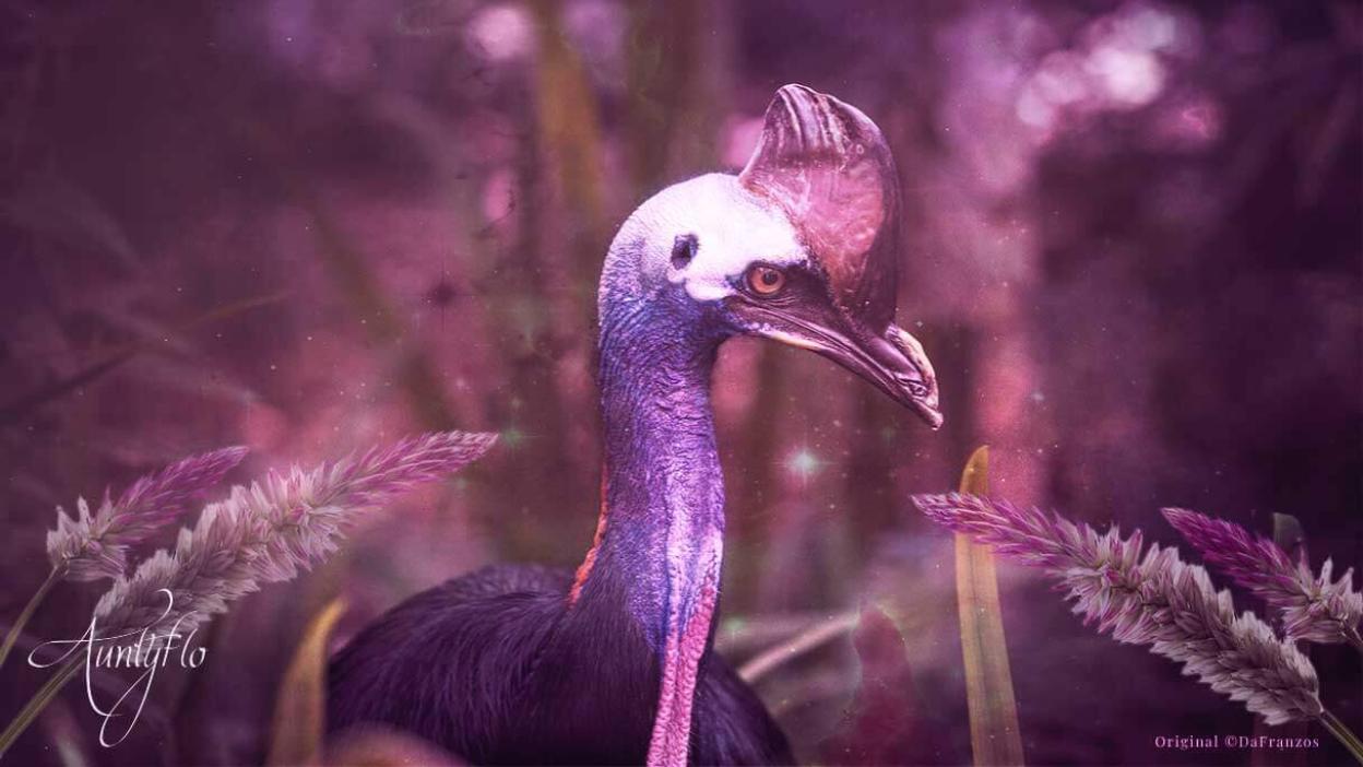 Cassowary