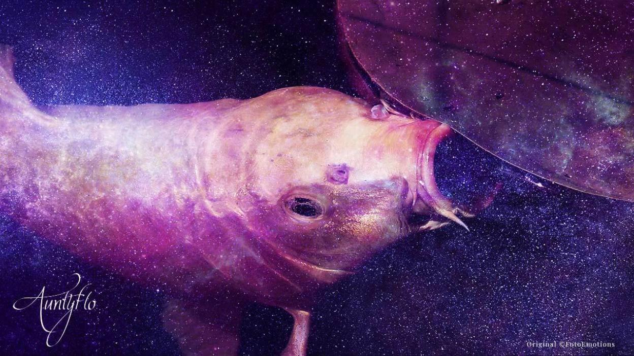 Golden Carp