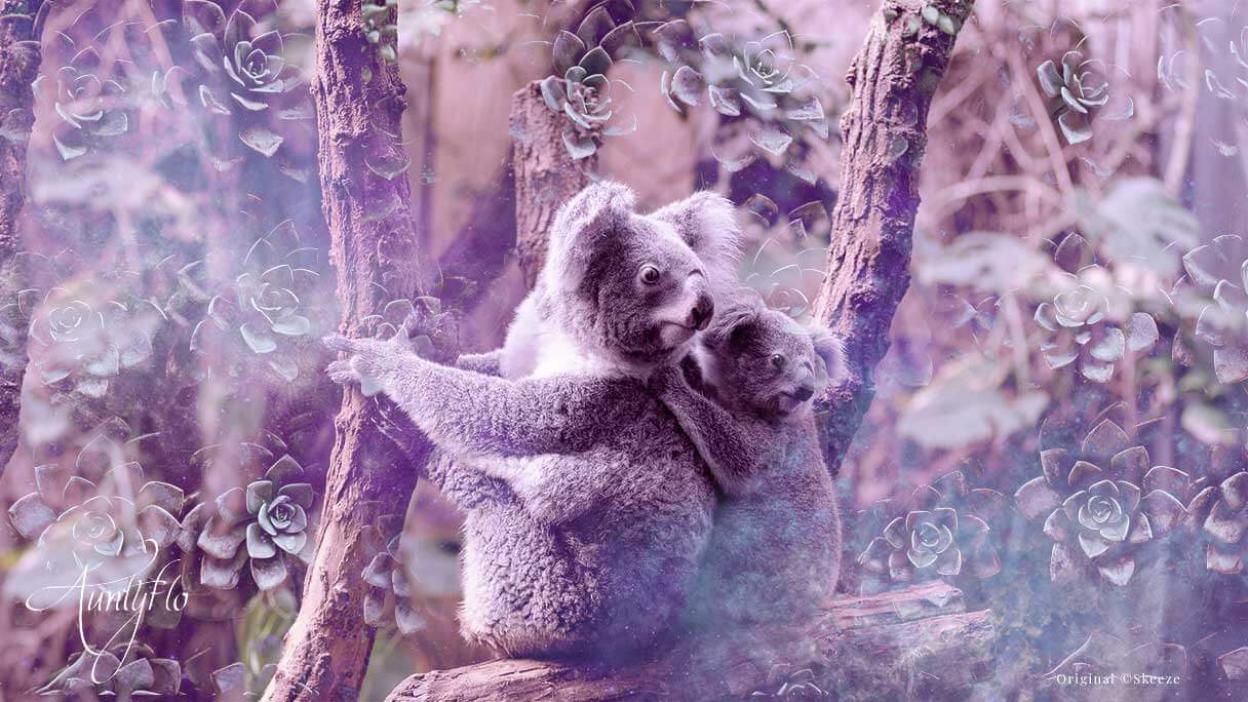Koala Bears