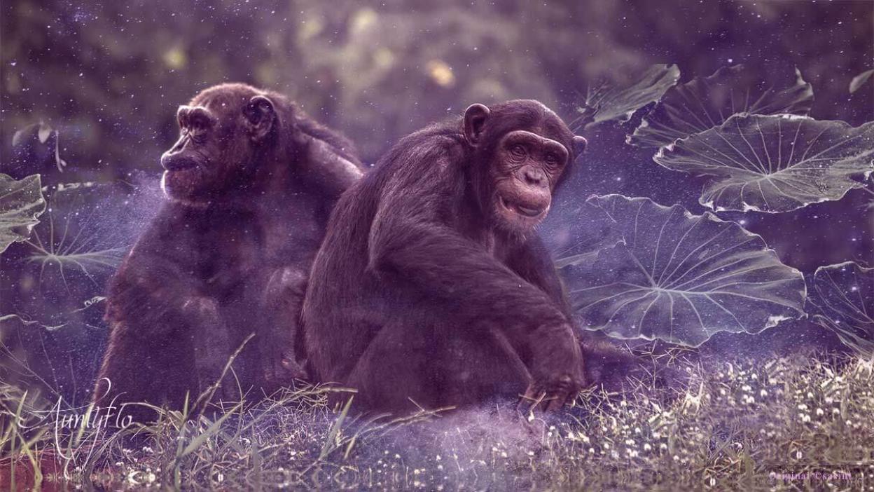Monkey
