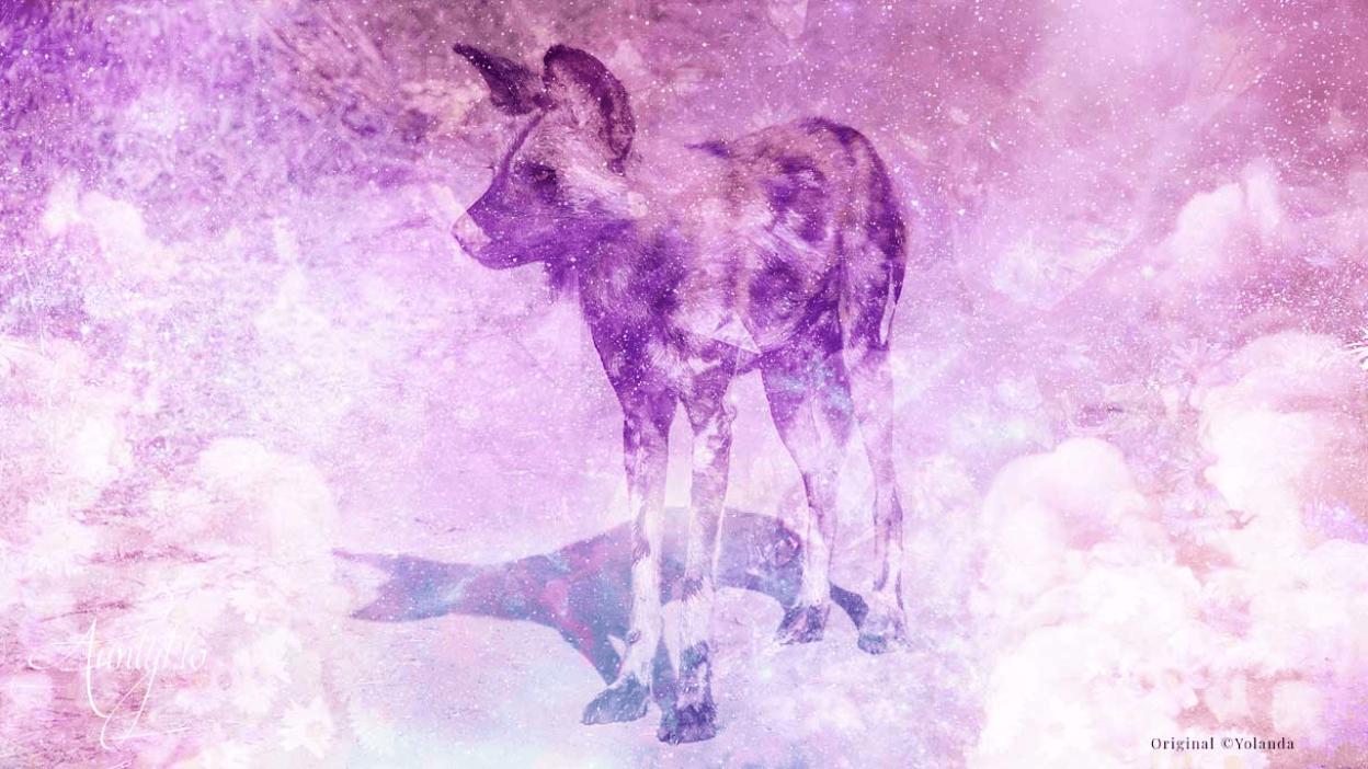 Wild Dog