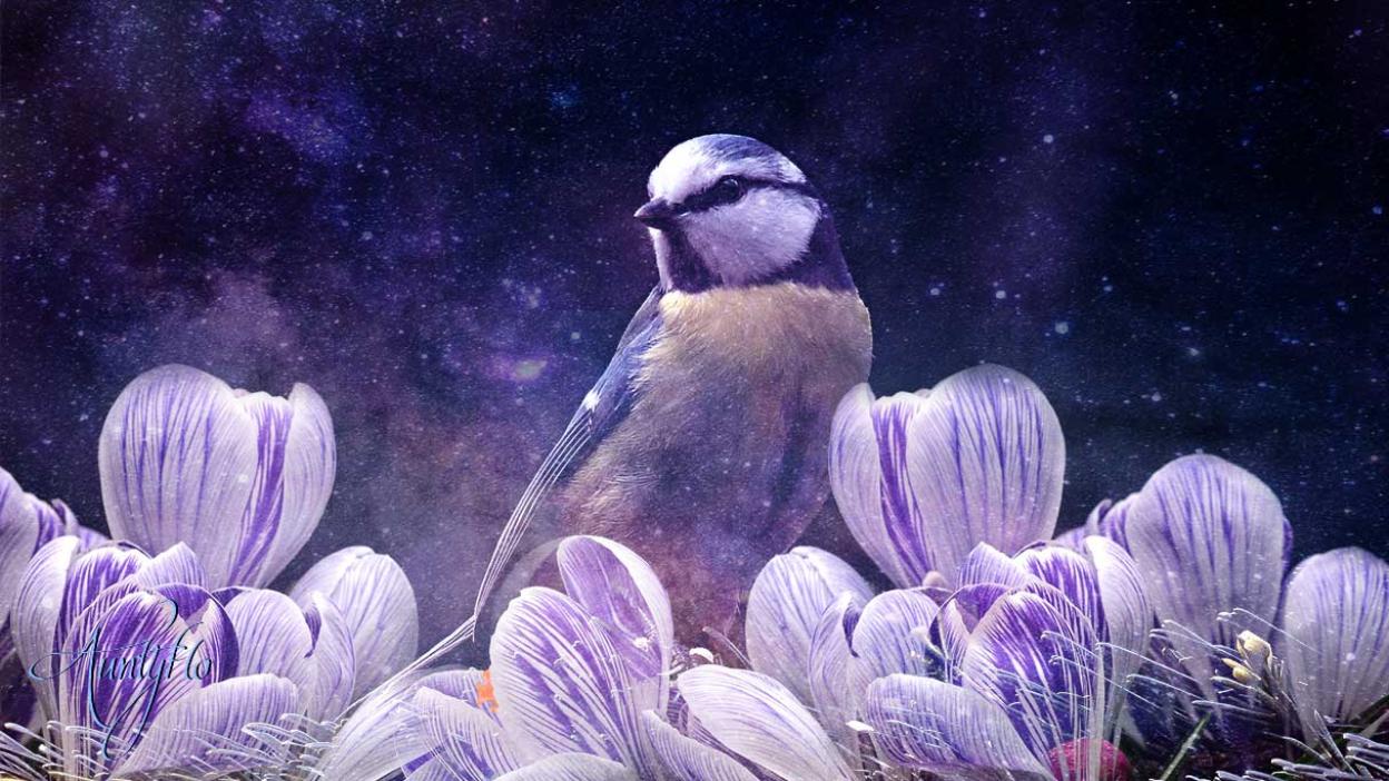 Blue Tit Awaken Your Magick Powers Auntyflo Com