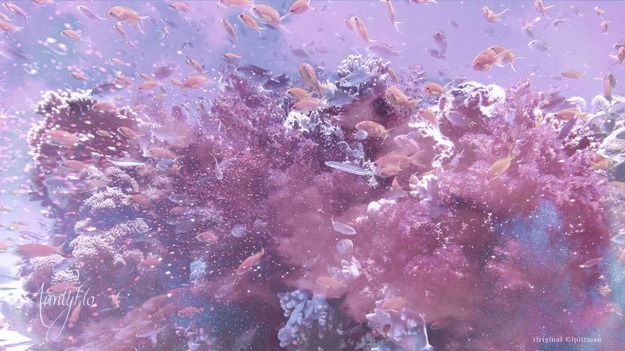 Coral - The Right Timing