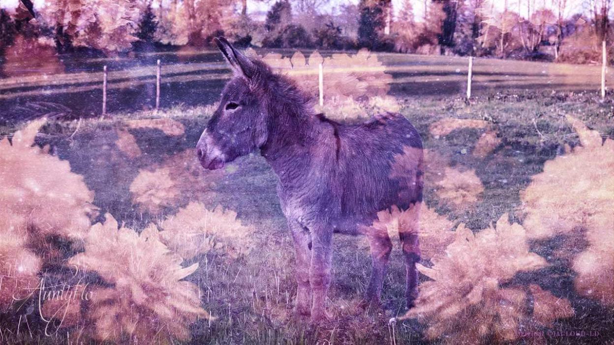 Donkey