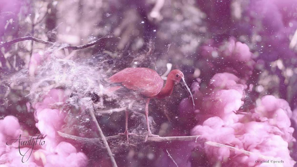 Ibis