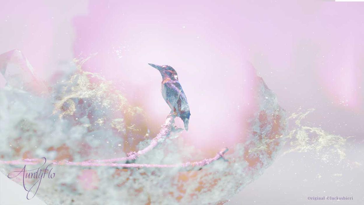 Kingfisher