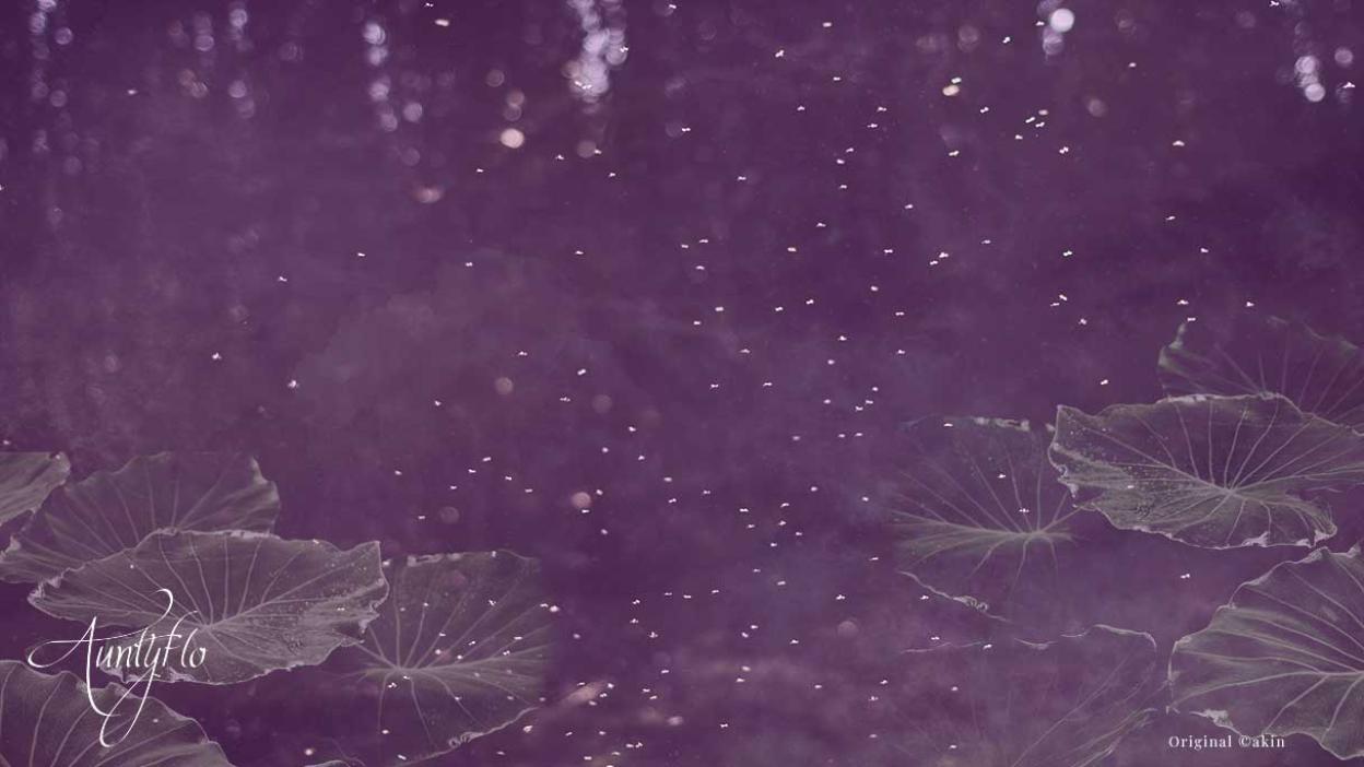 Mayfly / shadfly