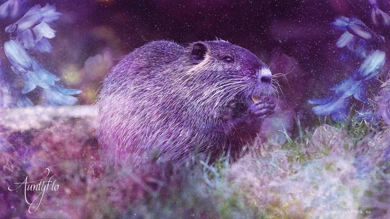 Muskrat
