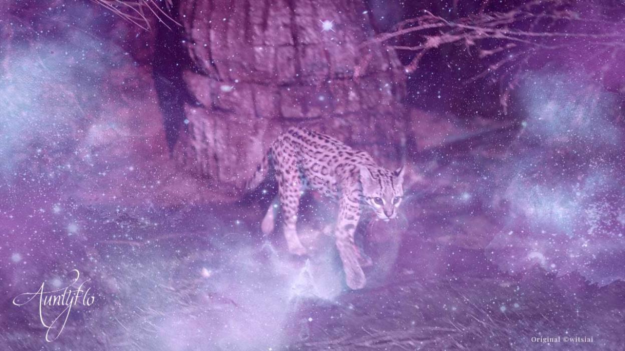Ocelot