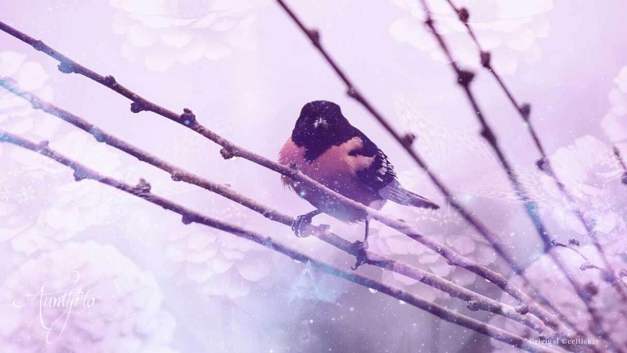 Oriole