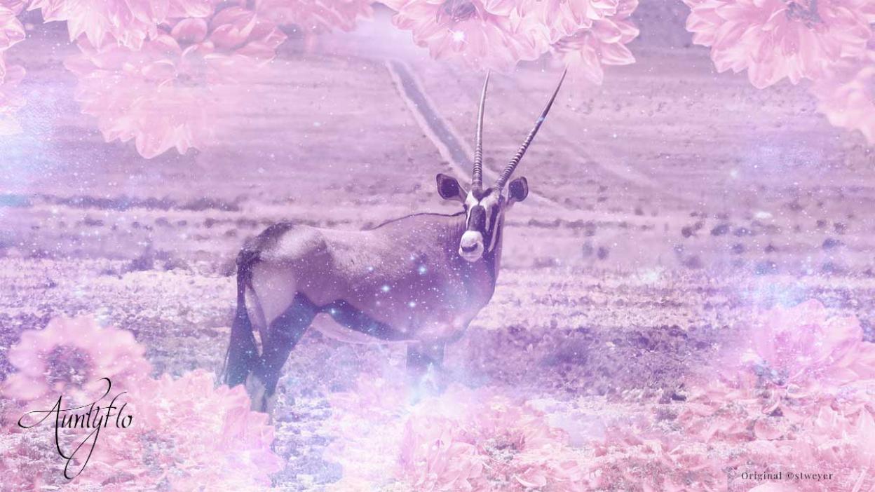 Oryx/Gemsbok